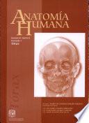 Anatomia Humana Unidad Iii: Tronco. Fasculo 1: Torax