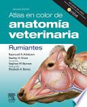 Atlas en color de anatomía veterinaria : rumiantes