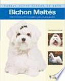 Bichon Maltes