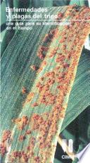 Enfermedades y plagas del trigo: una guia para su identificacion