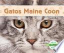 Gatos Maine Coon