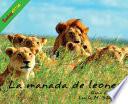 La Manada de Leones / The Lion Pride