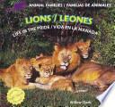 Lions / Leones