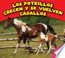 Los potrillos crecen y se vuelven caballos