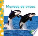Manada de Orcas (Orca Whale Pod)