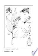 Orquideología