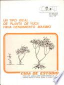 Um tipo ideal de planta de yuca para rendimiento maximo